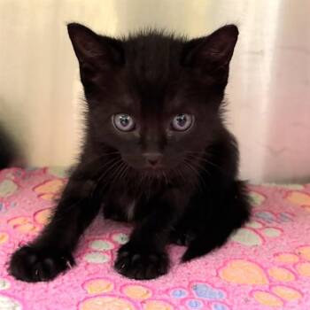 DUSK -  Domestic Short Hair Cat for Adoption in St. Louis, Missouri - DUSK | PetCurious