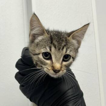 Topanga -  Domestic Short Hair Cat for Adoption in Abilene, Texas - Topanga | PetCurious