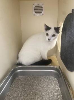 Eastside -  Domestic Short Hair Cat for Adoption in Cincinnati, Ohio - Eastside | PetCurious