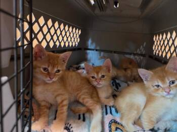 Gimli -  Domestic Short Hair Cat for Adoption in Town 