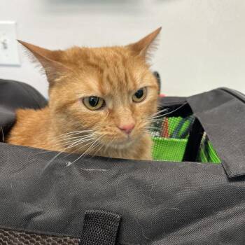 Domestic Short Hair Cats Available for Adoption in Clearwater, Florida - Leila | PetCurious