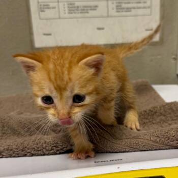 Lemongrass -  Domestic Short Hair Cat for Adoption in Yuma, Arizona - Lemongrass | PetCurious