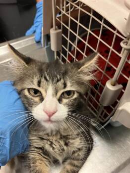 AZULA -  Domestic Short Hair Cat for Adoption in Long Beach, California - AZULA | PetCurious