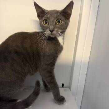 Willow -  Domestic Short Hair Cat for Adoption in Sarasota, Florida - Willow | PetCurious