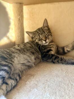 Hot Dog -  Domestic Short Hair Cat for Adoption in Virginia Beach, Virginia - Hot Dog | PetCurious