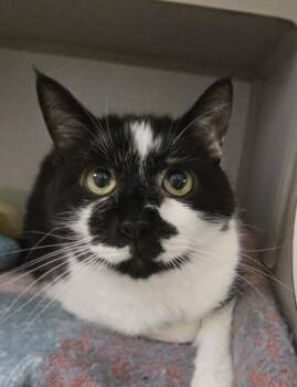 Monster & Cookie - Bonded Pair -  Domestic Short Hair Cat for Adoption in East Brookfield, Massachusetts - Monster & Cookie - Bonded Pair | PetCurious