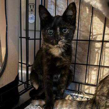 Domestic Short Hair Cats Available for Adoption - Tobie | PetCurious