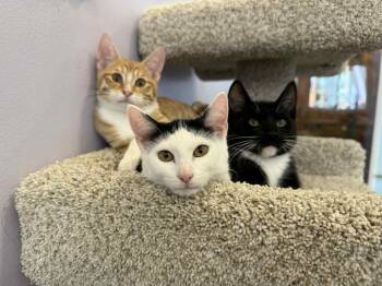 Rescue Domestic Short Hair Cats for Adoption in West Lafayette, Indiana - Skull Panda (cat Café) | PetCurious
