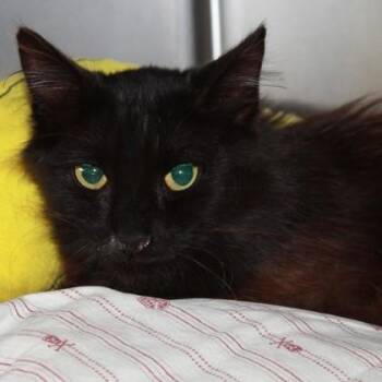 Floppy Disk -  Domestic Medium Hair Cat for Adoption in Richmond, Virginia - Floppy Disk | PetCurious