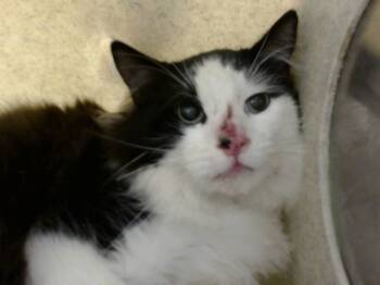 Rescue Domestic Medium Hair Cats for Adoption in Moreno Valley, California - A546795 | PetCurious