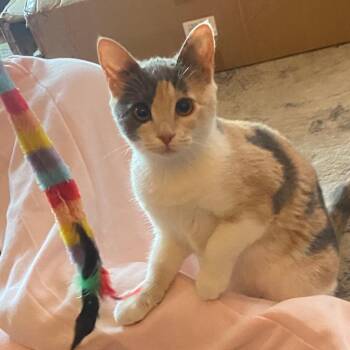 Domestic Short Hair and Calico Cats Available for Adoption in Arlington, Virginia - Lily - Needs Foster Home | PetCurious