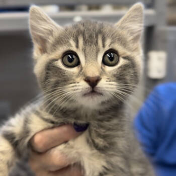 Rescue Domestic Short Hair Cats for Adoption in Medford, Oregon - Matayo | PetCurious