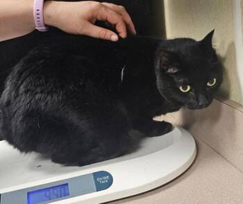Katie -  Domestic Short Hair Cat for Adoption in Salisbury, Maryland - Katie | PetCurious