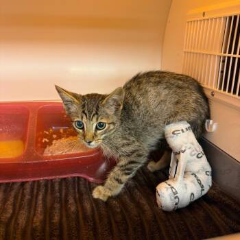 Morgan -  Domestic Short Hair Cat for Adoption in Pauls Valley, Oklahoma - Morgan | PetCurious
