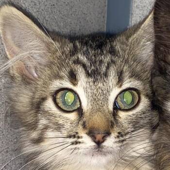 Booty -  Domestic Medium Hair Cat for Adoption in Sheridan, Wyoming - Booty | PetCurious