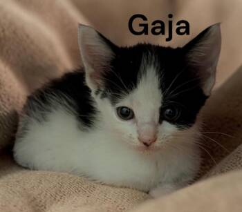 Gaja -  Domestic Medium Hair Cat for Adoption in Weems, Virginia - Gaja | PetCurious