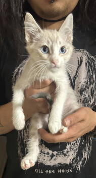 Rescue Siamese Cats for Adoption in Napa, California - Harpo Napa | PetCurious