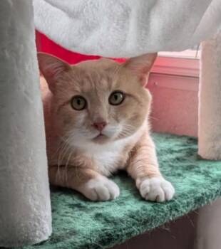 Rescue Domestic Short Hair Cats for Adoption in Morganton, North Carolina - Marsh | PetCurious