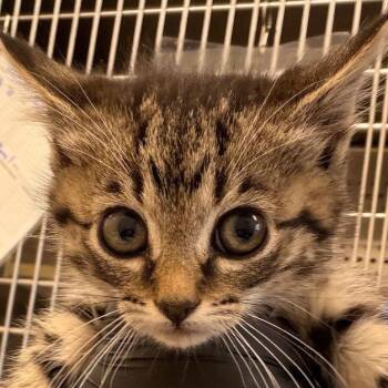 Orchid -  Domestic Medium Hair Cat for Adoption in Chatham, Virginia - Orchid | PetCurious
