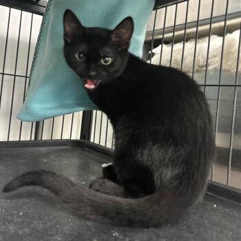 Tairn -  Domestic Short Hair Cat for Adoption in Lakeland, Florida - Tairn | PetCurious