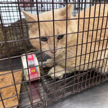 Domestic Short Hair Cats Available for Adoption - Mork | PetCurious