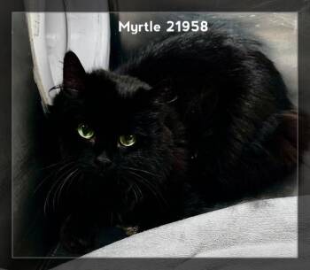 MYRTLE -  Domestic Long Hair Cat for Adoption in Marietta, Georgia - MYRTLE | PetCurious