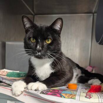 Shadow -  Domestic Short Hair Cat for Adoption in Chicago, Illinois - Shadow | PetCurious