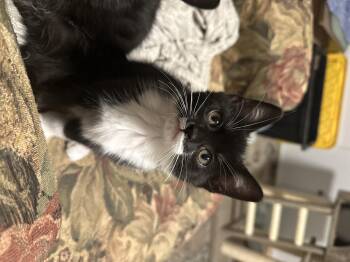 Rescue Domestic Short Hair Cats for Adoption in Courtenay, British Columbia - Gabriella (f) | PetCurious