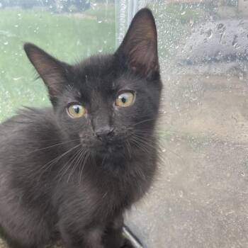 Chat Noir -  Domestic Short Hair Cat for Adoption in Rocky Mount, Virginia - Chat Noir | PetCurious