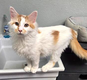 Rescue Domestic Medium Hair Cats for Adoption in Pratt, Kansas - Basil | PetCurious