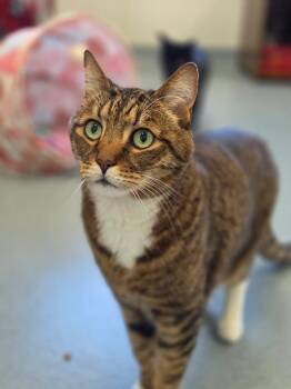 Boots -  Domestic Short Hair Cat for Adoption in Cumberland, Maine - Boots | PetCurious