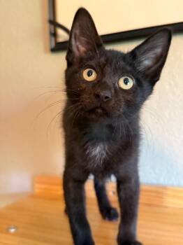 Fortune -  Domestic Short Hair Cat for Adoption in Fort Collins, Colorado - Fortune | PetCurious