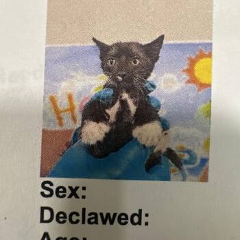 FWT Mimi -  Domestic Short Hair Cat for Adoption in Midland, Texas - FWT Mimi | PetCurious
