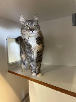 Domestic Long Hair Cats Available for Adoption - Whirl | PetCurious