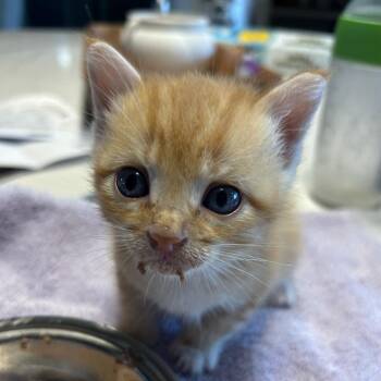 Tweedledum -  Domestic Short Hair Cat for Adoption in Columbia, Missouri - Tweedledum | PetCurious