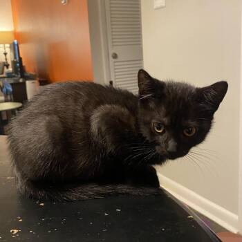 Taj -  Domestic Short Hair Cat for Adoption in Roswell, Georgia - Taj | PetCurious
