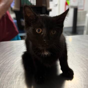 Dahlia -  Domestic Short Hair Cat for Adoption in Trenton, New Jersey - Dahlia | PetCurious