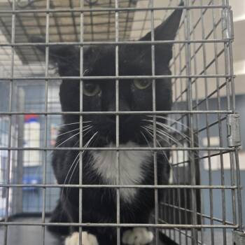 Gus Fring -  Domestic Short Hair Cat for Adoption in Newark, New Jersey - Gus Fring | PetCurious