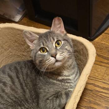 Austin -  Domestic Short Hair Cat for Adoption in Chicago, Illinois - Austin | PetCurious