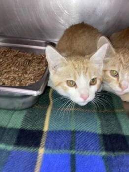 Tarquin -  Domestic Short Hair Cat for Adoption in Bellevue, Washington - Tarquin | PetCurious