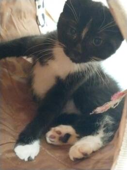 Henry (93044) -  Domestic Short Hair and Tuxedo Cat for Adoption in St. George, Utah - Henry (93044) | PetCurious
