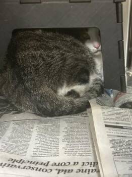 Jimmy Stacks -  Domestic Short Hair Cat for Adoption in Wichita, Kansas - Jimmy Stacks | PetCurious