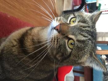 Butters -  Domestic Short Hair Cat for Adoption in Ferndale, Michigan - Butters | PetCurious
