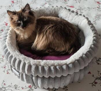 BODHI -  Ragdoll Cat for Adoption in Kenosha, Wisconsin - BODHI | PetCurious