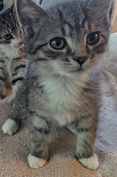 Rescue Tabby Cats for Adoption in Export, Pennsylvania - Sadie | PetCurious