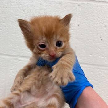 Domestic Medium Hair Cats Available for Adoption in Lyndhurst, Virginia - SVAS-Stray-38491 | PetCurious