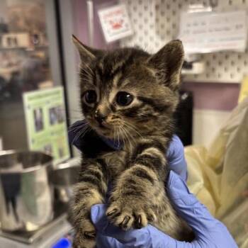 Huron -  Domestic Short Hair Cat for Adoption in Salt Lake City, Utah - Huron | PetCurious