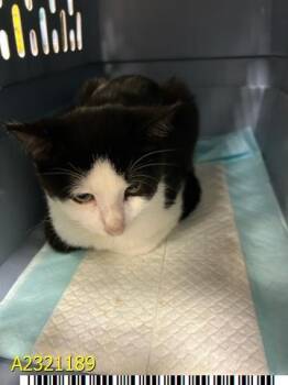 Rescue Domestic Short Hair Cats for Adoption in West Palm Beach, Florida - LADY DIMITRESCU | PetCurious