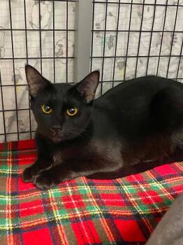 Cinder -  Domestic Short Hair Cat for Adoption in Grants Pass, Oregon - Cinder | PetCurious