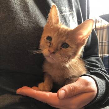 Domestic Short Hair Cats Available for Adoption - Orion | PetCurious